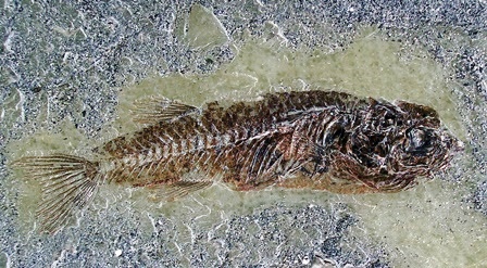 banner3 fossil