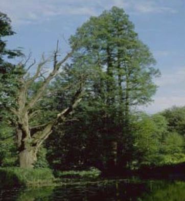 banner moore