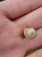 2a_Unstrutaue_Kartäuserschnecke_KB