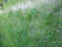 4i_Nüssenberg_Standort_StengelloserTragant_KB