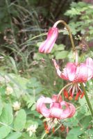 6d_Himmelsleiter_Türkenbundlilie_MB