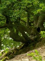08_Urige_Buche_im_Nationalpark_Kellerwald_Edersee