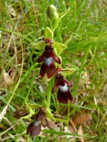 12_Fliegenragwurz_eine_botanische_Rarität