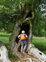 13_Urige_Buche_im_Hutewald_Hallo_bei_Albertshausen