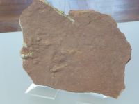 1_Vitrine04_oben_f_Amphisauropus_MB