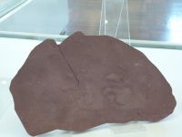 1_Vitrine04_unten_b_Amphisauropus_MB