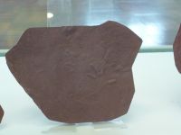 1_Vitrine04_unten_c_Dromopus_MB