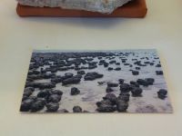 1_Vitrine05_unten_d_rezenteKolonie_MB
