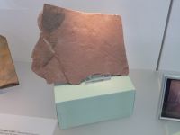 2_Vitrine06_oben_e_Reptilienspur_KB