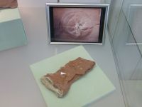 2_Vitrine06_oben_f_SüßwasserMedusenAbdruecke_KB