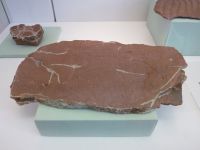 2_Vitrine06_unten_c_Regentropfenschlagmarken_KB