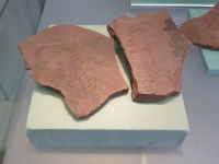 2_Vitrine07_oben_b_KoniferenAstabdruck_KB