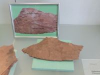 2_Vitrine07_oben_c_KoniferenZapfenabdruck_KB