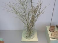 2_Vitrine07_oben_d_rezenterSchachtelhalm_KB