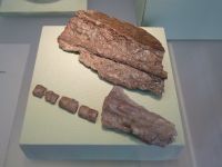 2_Vitrine07_oben_e_fossilerSchachtelhalm_KB