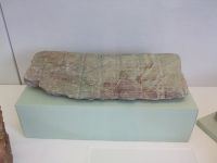 2_Vitrine07_unten_c_fossilerSchachtelhalm_KB