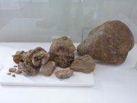 2_Vitrine12_unten_b_Konglomerat_KB