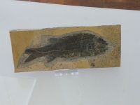 3_Vitrine15_oben_b_Schmelzschupperfisch_KB