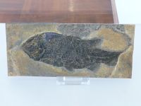 3_Vitrine15_oben_c_Schmelzschupperfisch_KB