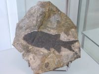 3_Vitrine15_oben_d_Schmelzschupperfisch_KB