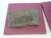 3_Vitrine15_unten_b_Schmelzschupperfisch_KB