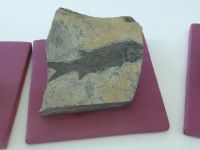 3_Vitrine15_unten_c_Schmelzschupperfisch_KB