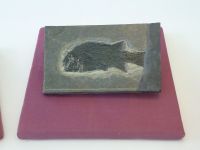 3_Vitrine15_unten_d_Schmelzschupperfisch_KB