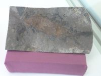 3_Vitrine15_unten_e_Schmelzschupperfisch_KB
