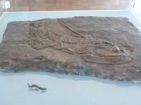 3_Vitrine16_oben_Podest_b_Einstachelhai_KB