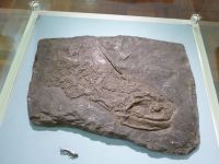 3_Vitrine16_oben_Podest_c_Einstachelhai_MB