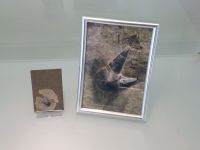 3_Vitrine16_oben_d_StachelhaiZahn_KB