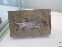 3_Vitrine16_unten_b_Schmelzschupperfisch_KB