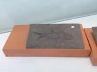 3_Vitrine16_unten_c_Schmelzschupperfisch_KB