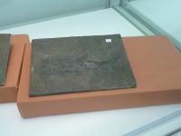 3_Vitrine16_unten_d_Schmelzschupperfisch_KB