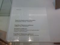 3_Vitrine17_oben_a_Beschriftung_KB