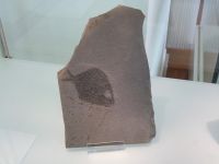 3_Vitrine17_oben_b_Kugelfisch_KB