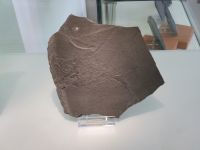3_Vitrine17_oben_c_Kugelfisch_KB