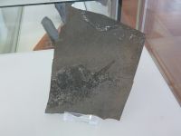 3_Vitrine17_oben_d_Kugelfisch_KB