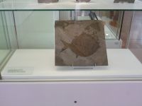 3_Vitrine17_unten__KB