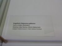 3_Vitrine17_unten_a_Beschriftung_KB