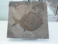 3_Vitrine17_unten_b_Kugelfisch_KB