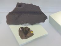 3_Vitrine18_oben_c_Konifere_KB