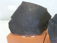 3_Vitrine18_unten_b_Kupferschieferhering_KB
