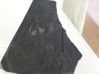 3_Vitrine18_unten_e_Rochen_MB