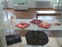 3_Vitrine19_oben__Brachiopoden_KB
