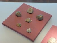3_Vitrine19_oben_d_Brachiopoden_KB