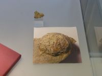 3_Vitrine19_oben_f_Brachiopode_KB