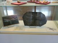 3_Vitrine19_unten__Libellen_KB