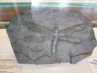 3_Vitrine19_unten_c_LibelleKarbon_MB