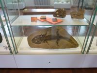3_Vitrine20__Saurier_KB